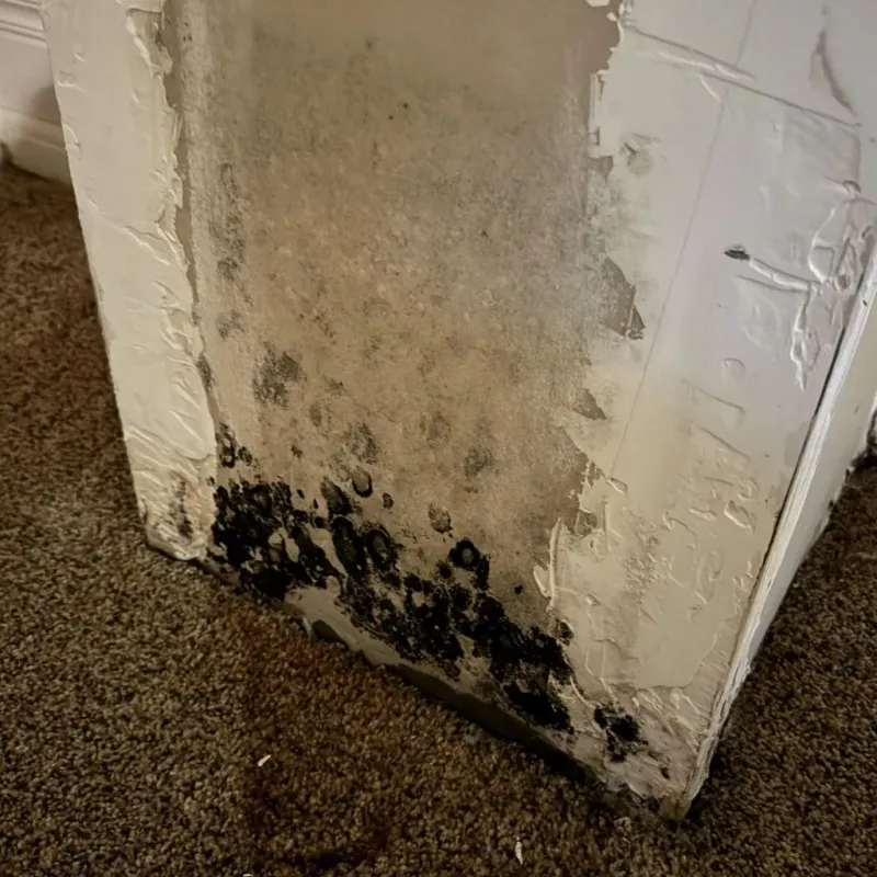 Professional Mold Removal in Charlestown, MD